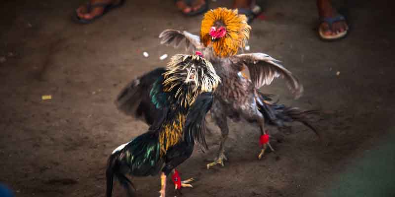 Luật chơi và cách chơi đá gà trực tiếp