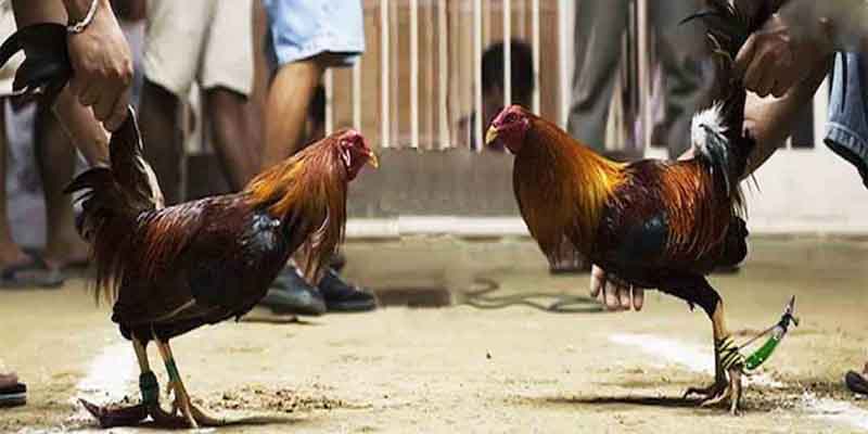 Mẹo và kinh nghiệm chơi đá gà trực tiếp