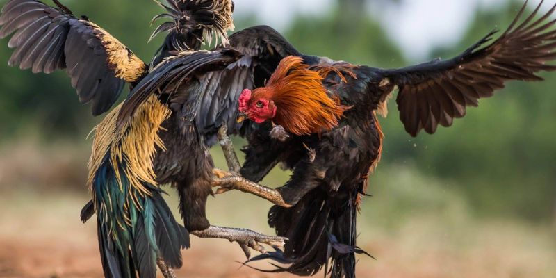 Đá Gà Cựa Sắt - Quy Tắc Và Điểm Thú Vị Trong Mỗi Trận Đấu