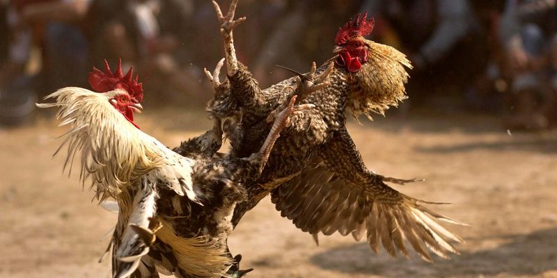 Luật chơi đá gà cựa sắt dễ hiểu nhất