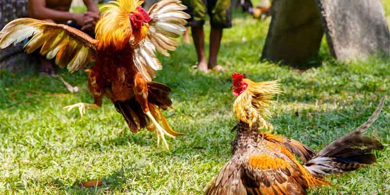 Những quy tắc cơ bản cần nhớ khi tham gia